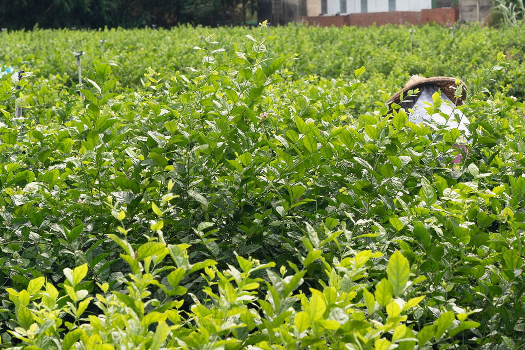 人工採茉莉花