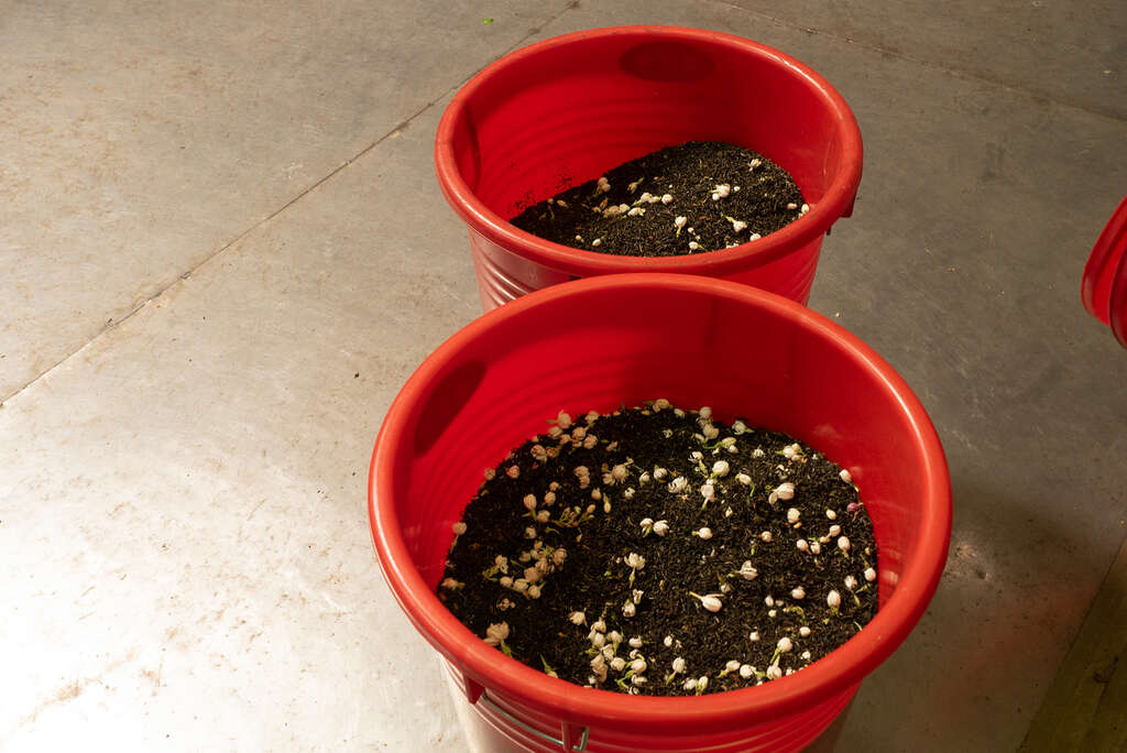 茉莉花和茶葉一起混合在桶中薰製