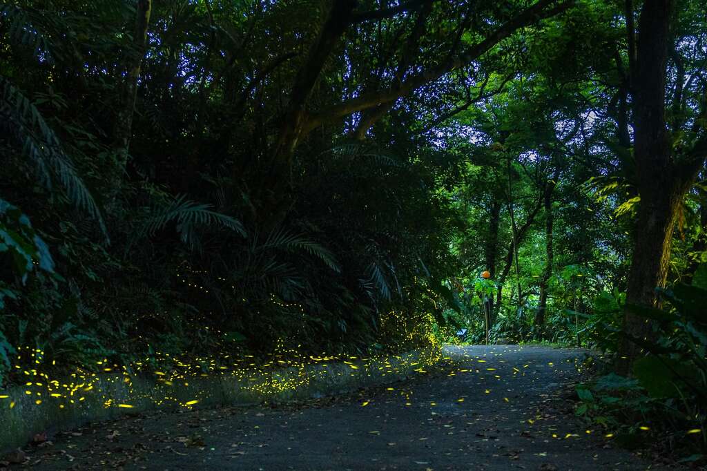 2026夏日賞螢季_賞螢2_取自頭城休閒農場官網