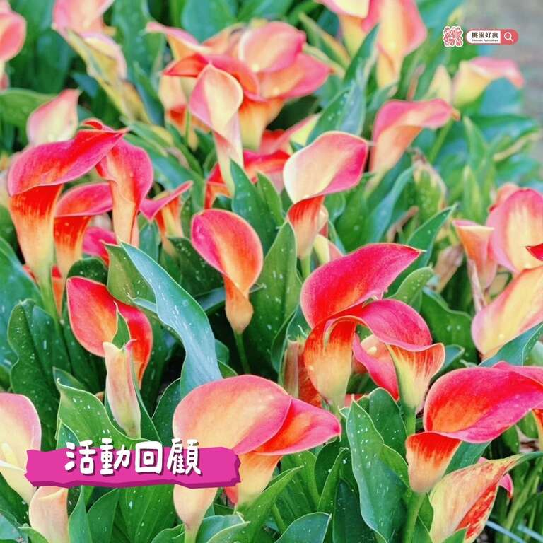 2026海芋季_活動回顧3_取自桃園好農FB