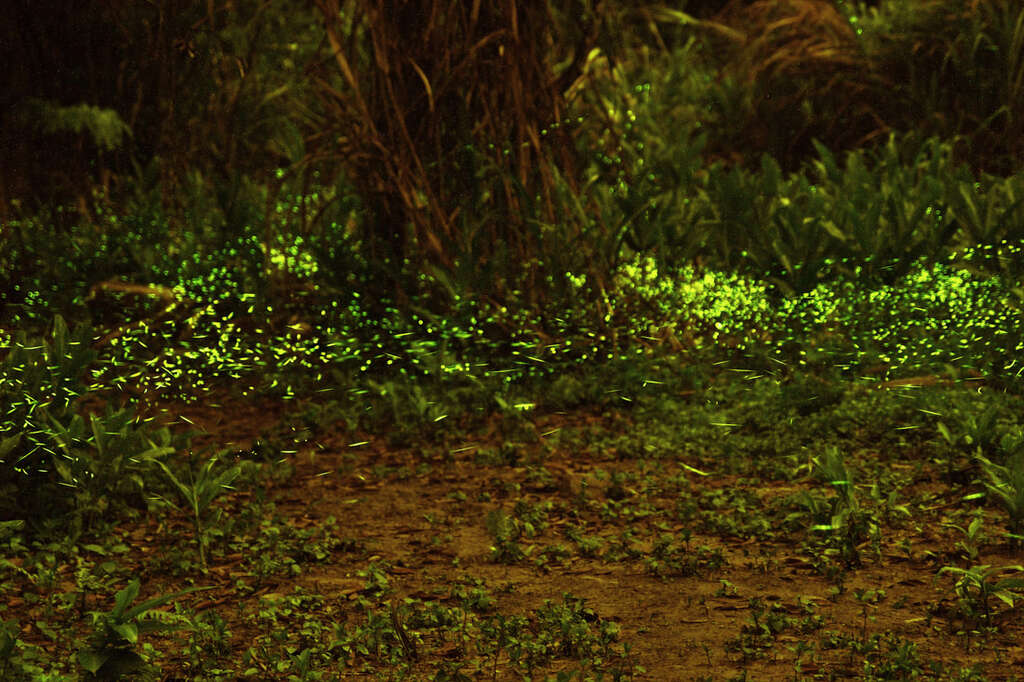 Sun-Moon-Lake Taomi  Leisure Agricultural Area Eco