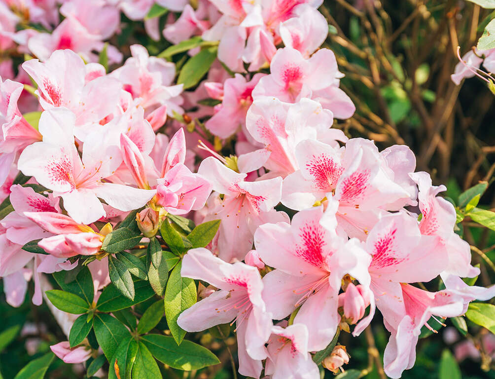 台北杜鵑花季_取自花IN台北官網