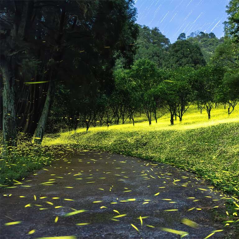 2026大地農場螢火蟲季_賞螢照3_取自大地農場FB