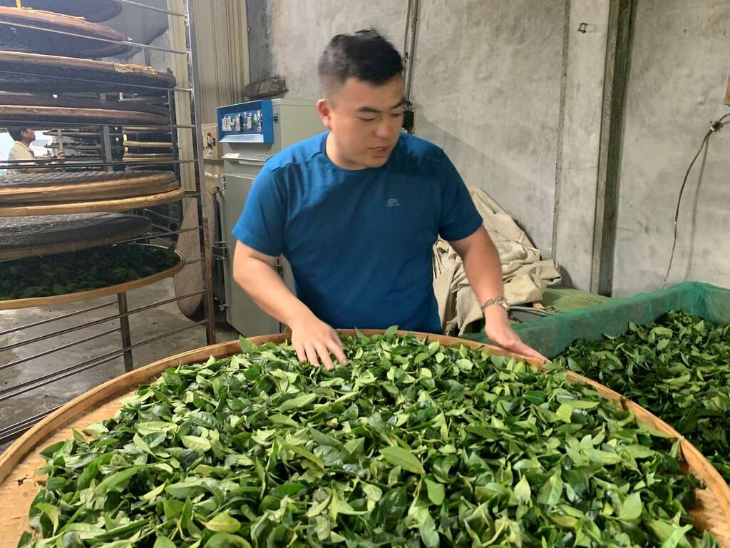 2026 尋茶香、賞螢火，初夏一起到坪林走走_做茶工序_取自茶裡相逢活動通 (1)