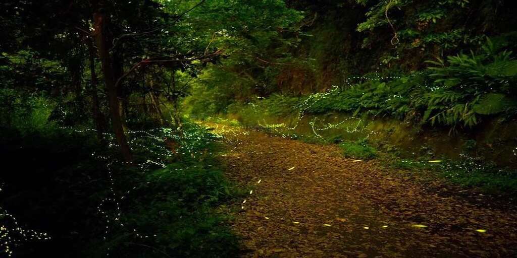 2026 尋茶香、賞螢火，初夏一起到坪林走走_夜間賞螢_取自茶裡相逢活動通 (1)