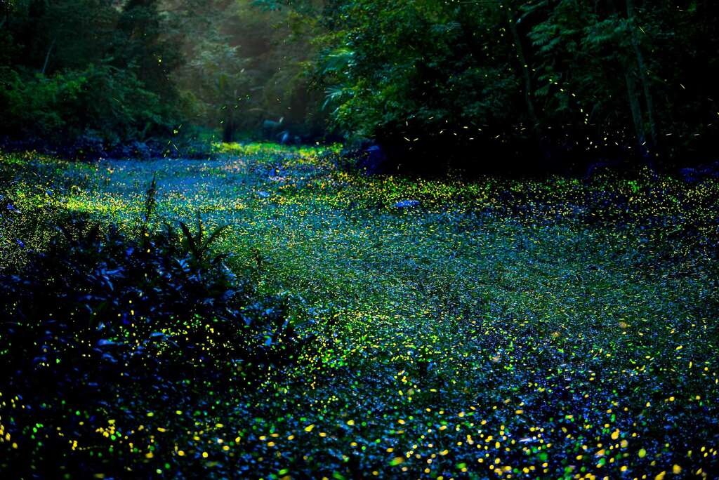 地表星空 三義藍眼淚_取自西湖渡假村FB