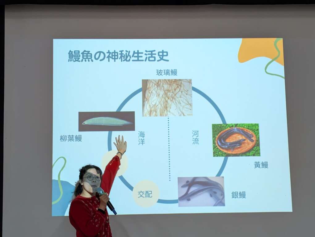 透過主講者捕鰻人的後代-林芷晴為大家介紹鰻魚的神祕生活史