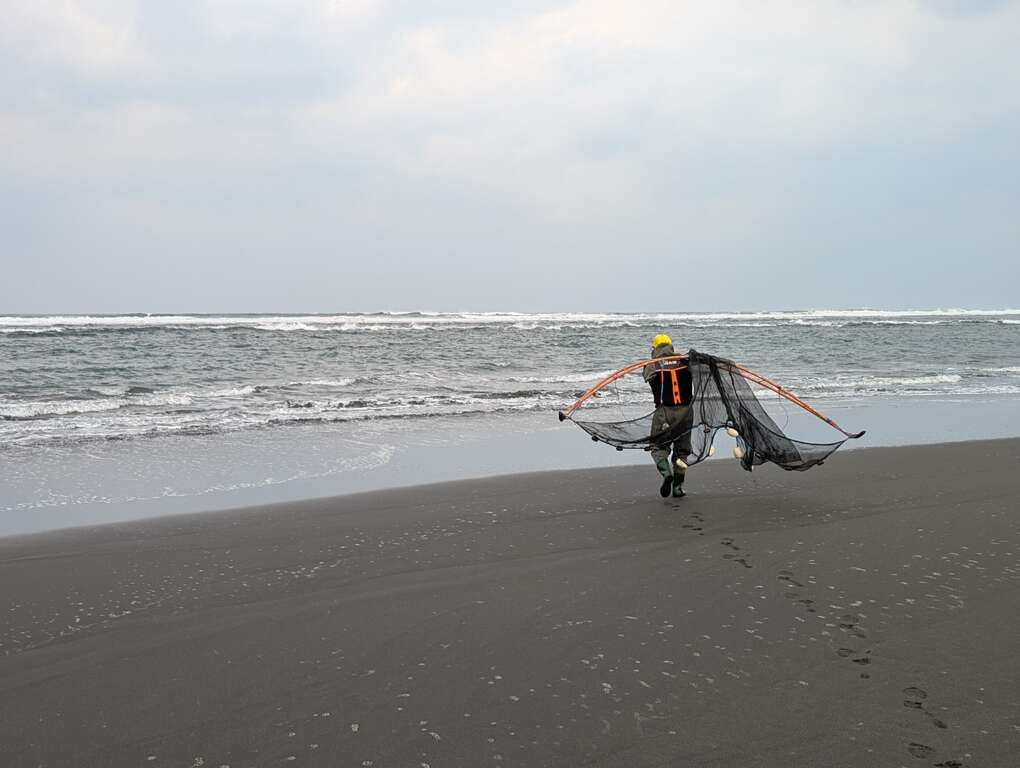 撈鰻苗只有在寒風刺骨的冬季捕撈