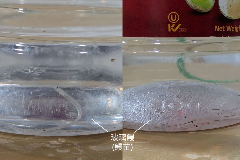 鰻苗的差異,左側為日本鰻