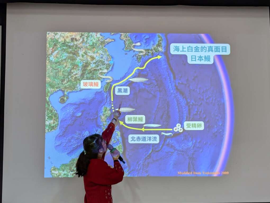 日本鰻的海上行經路線