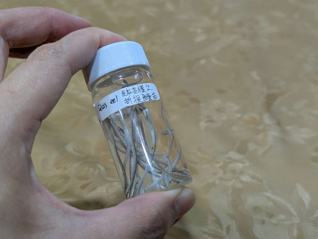 走私鰻苗的標本