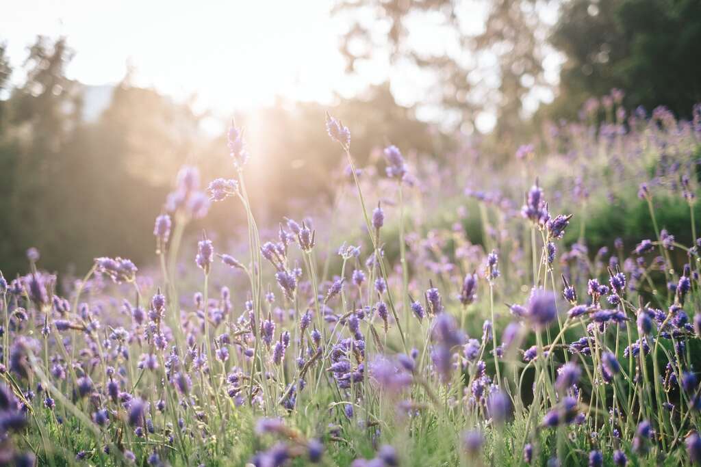 2026薰衣草節_薰衣草花海_取自薰衣草森林FB