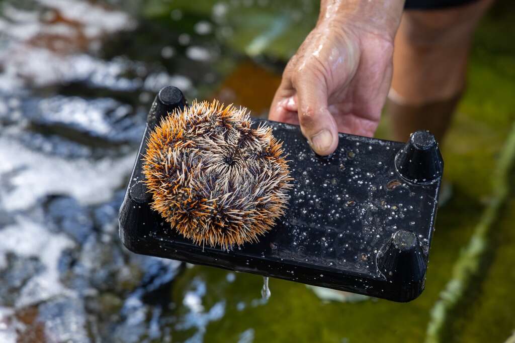 海膽喜歡隱身於岩石下