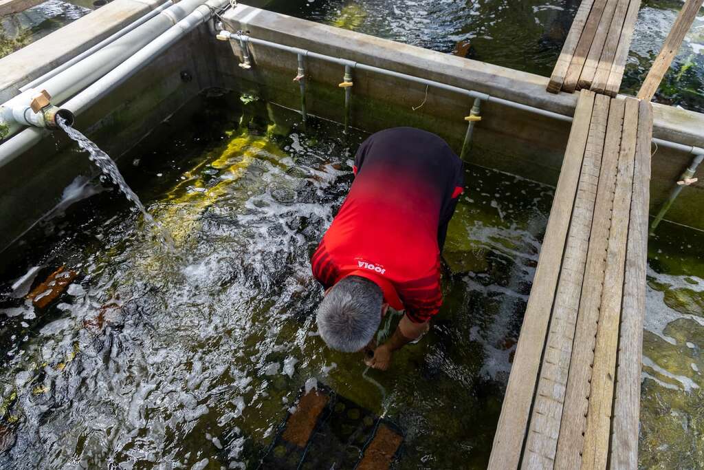 漁場設置共生池