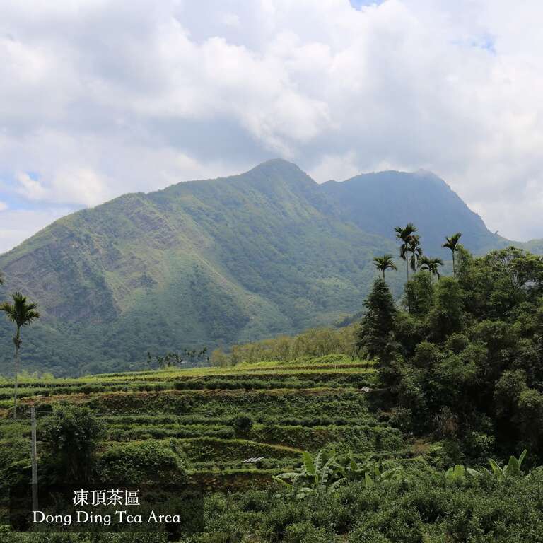 遊山茶訪追求當年凍頂烏龍茶「涼喉、釘甘」的獨特風味，採較成熟的茶菁並予以適度的發酵，再適度的烘焙。（照片授權：遊山茶訪）