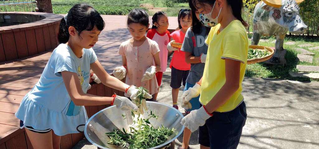 小朋友在星源茶園學習製茶工序。圖片來源：農遊超市