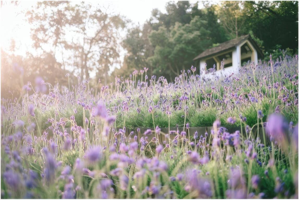 薰衣草園