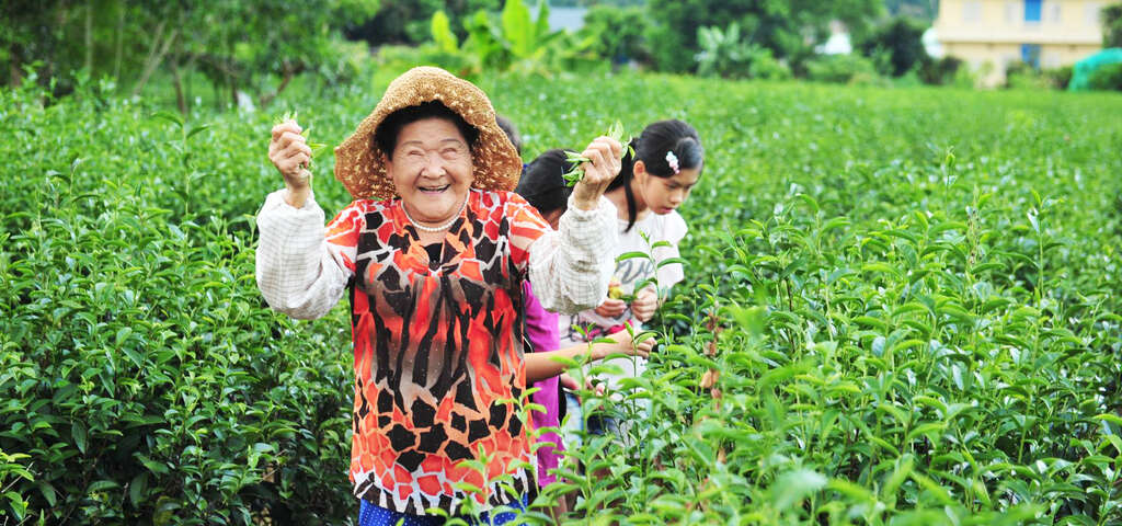 可愛阿嬤在星源茶園體驗採茶樂趣。圖片來源：農遊超市