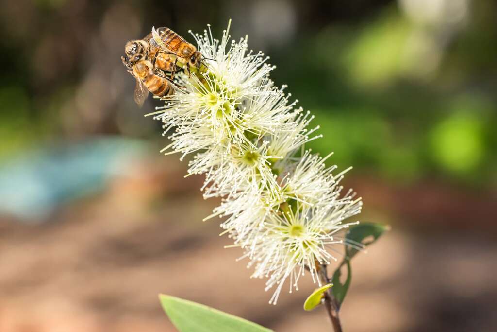 蘭園養蜂場-白千層的花與採蜜的蜜蜂
