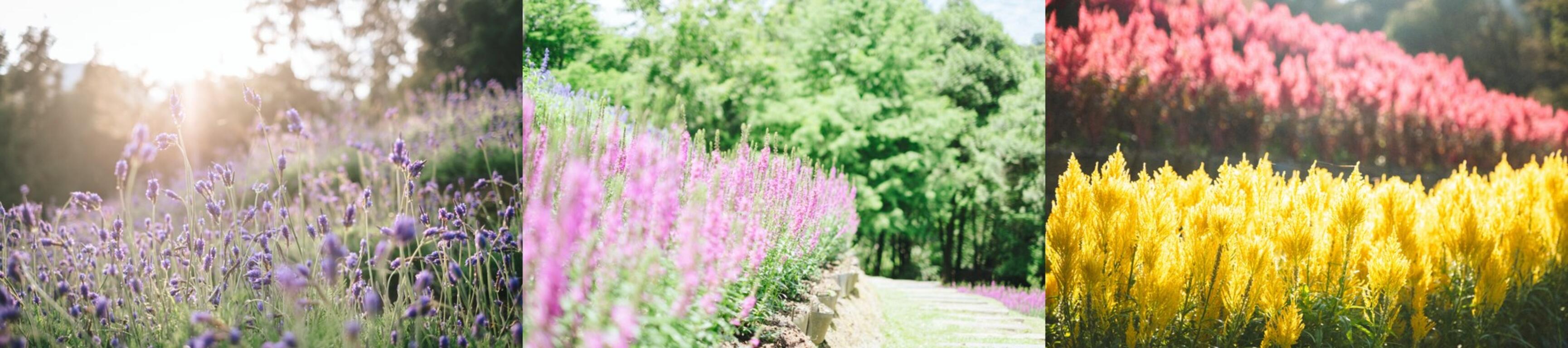 薰衣草、千屈菜、鼠尾草