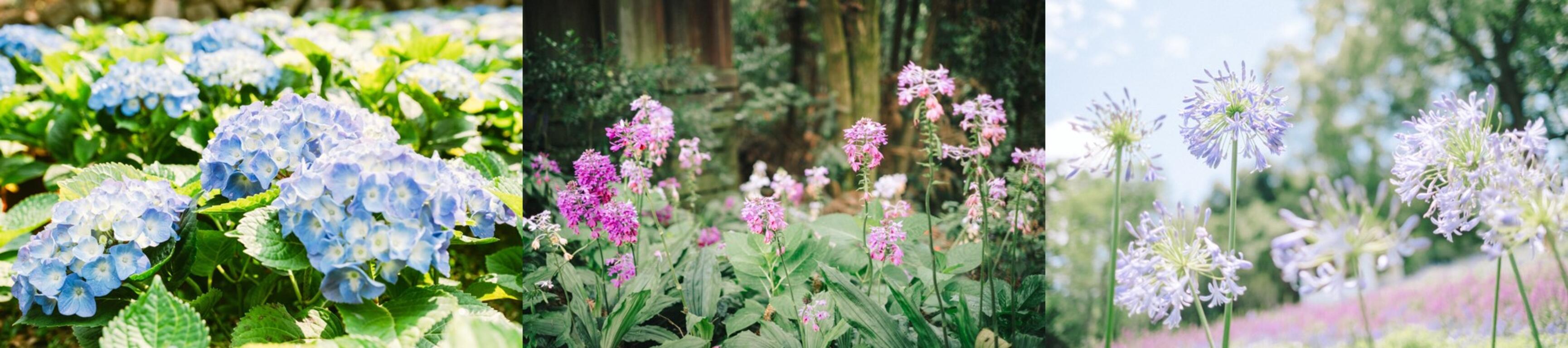 繡球花、百子蓮、白雪木