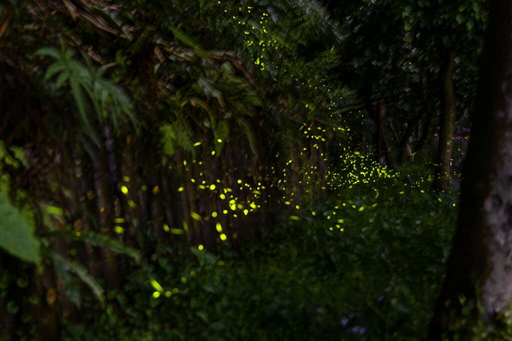 夜晚秋螢飛舞，如同一條小小秘徑