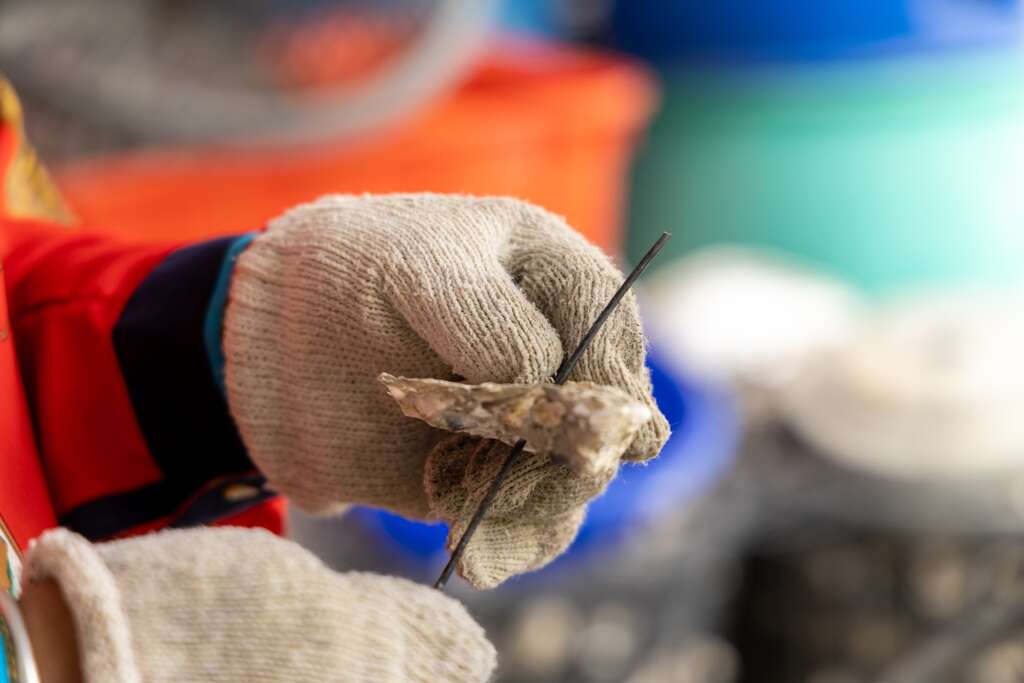 用線將蚵殼串起來