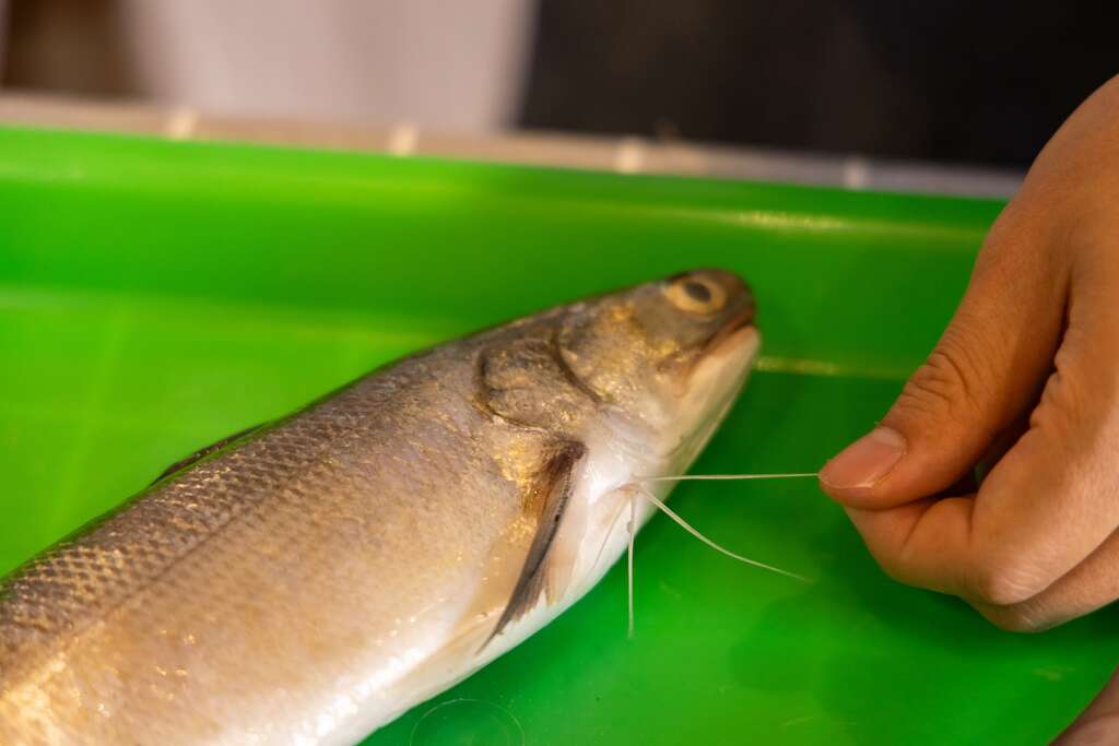 動手製作午仔魚一夜干