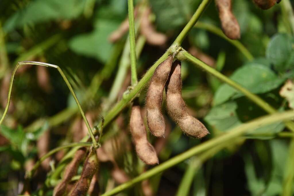 一串串豆莢結實纍纍，記錄黃豆生長的豐收訊號（圖片來源：田野勤學）