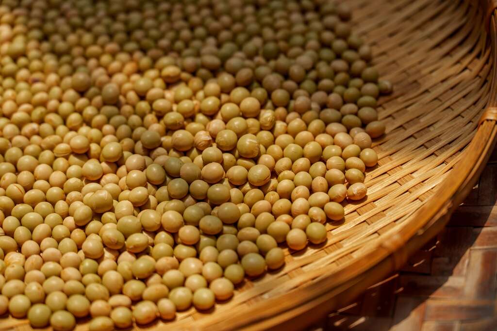 飽滿黃豆鋪在竹篩上日曬，準備進入後續加工