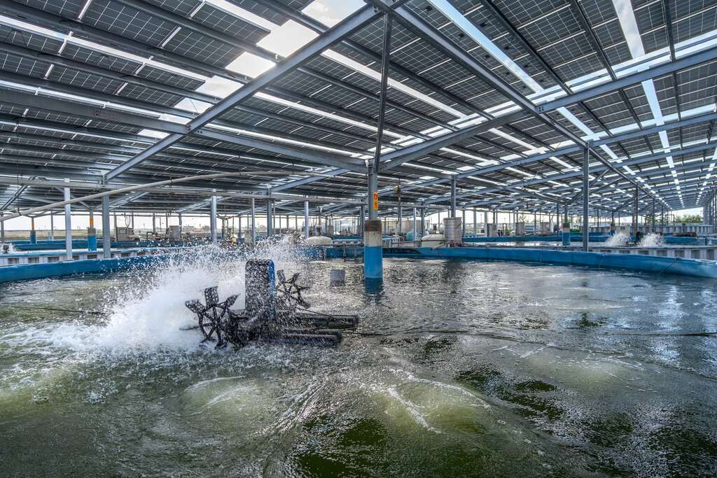 台灣鯛創意樂園-AI智能養殖池