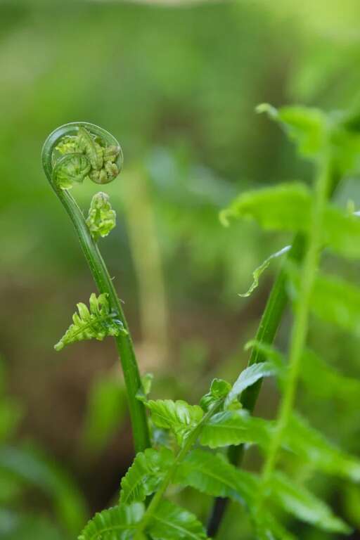 雲林晁陽綠能休閒農場過貓溫室-採摘食材體驗，圖片來源：農遊超市