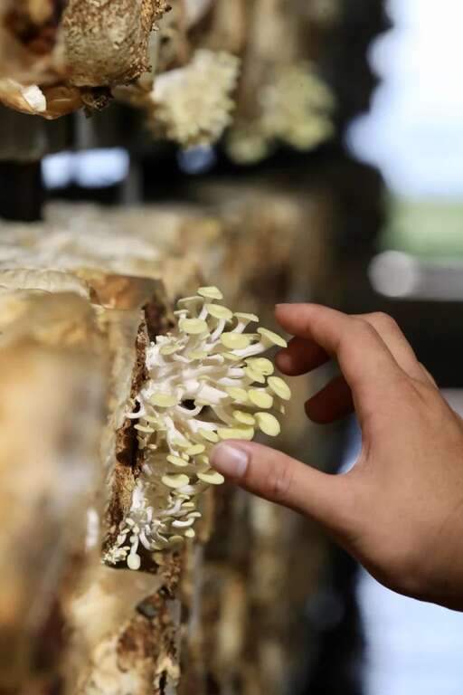 雲林晁陽綠能體驗農場菇舍-採摘食材體驗，圖片來源：農遊超市