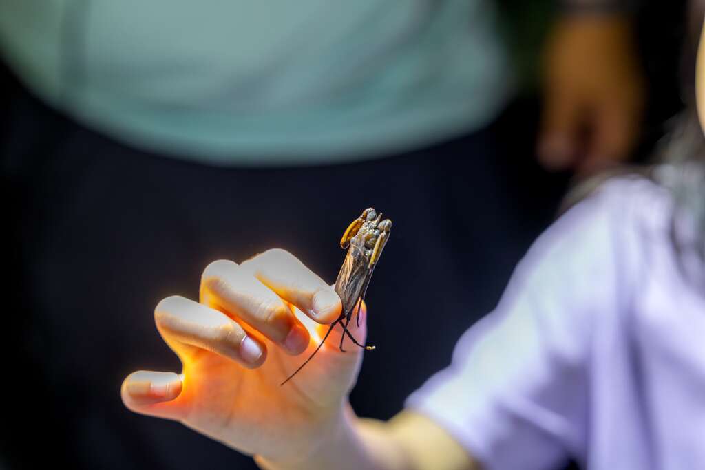 夜間生態導覽是親子一同認識昆蟲、動物的絕佳時機
