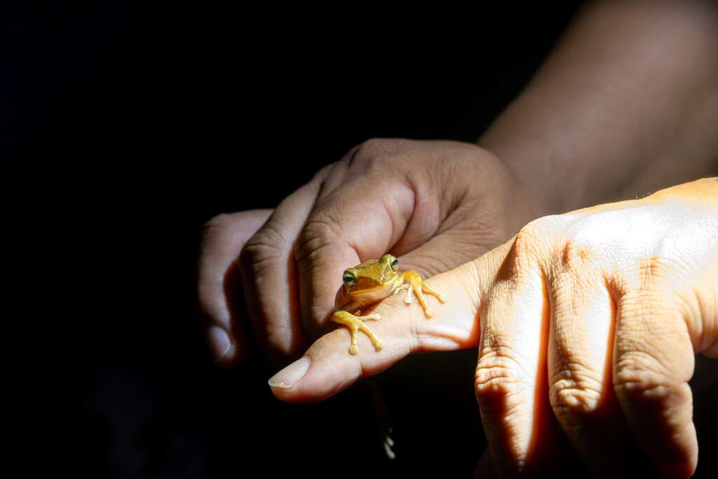 巧遇外來入侵種──斑腿樹蛙