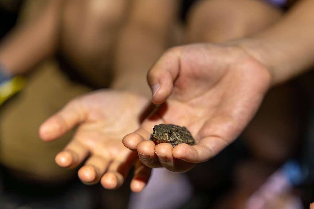 由專業導覽老師為大家介紹蟾蜍與青蛙的差異