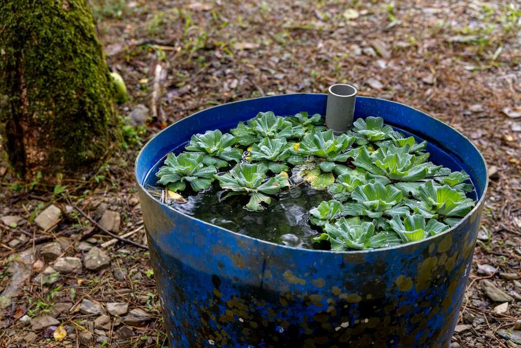 農場及文旦園樹蔭下多有擺放養蚊桶
