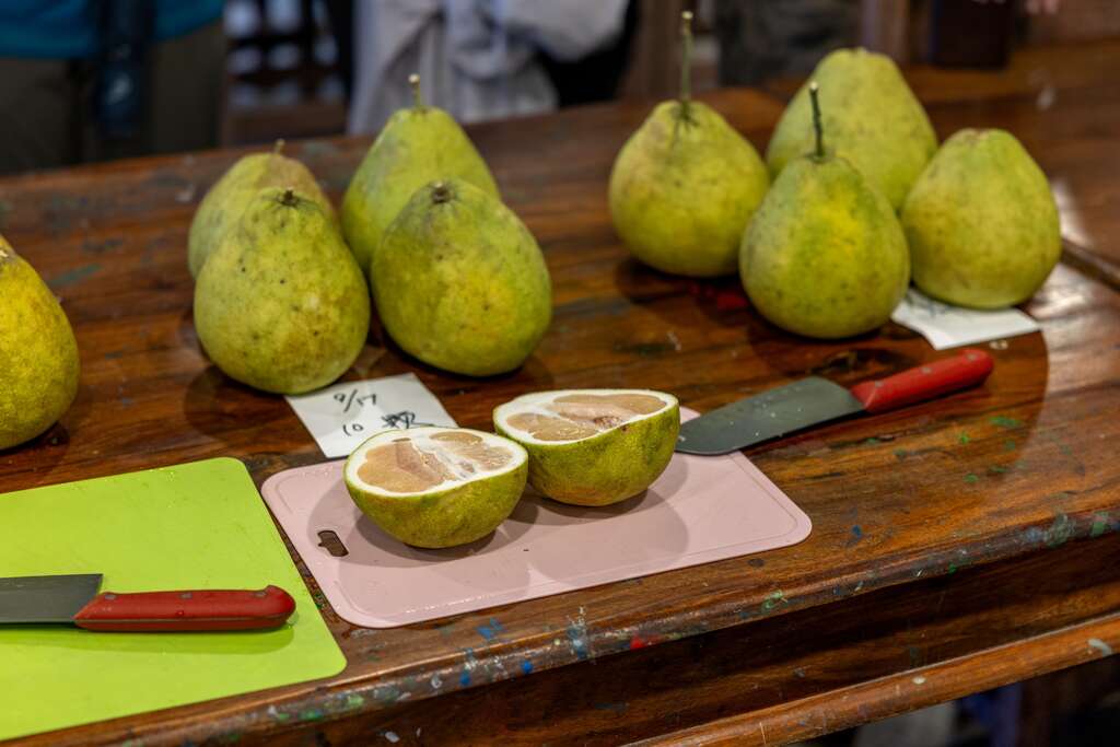 剛採收的柚子果肉帶點酸度，質地稍顯硬脆且不夠多汁