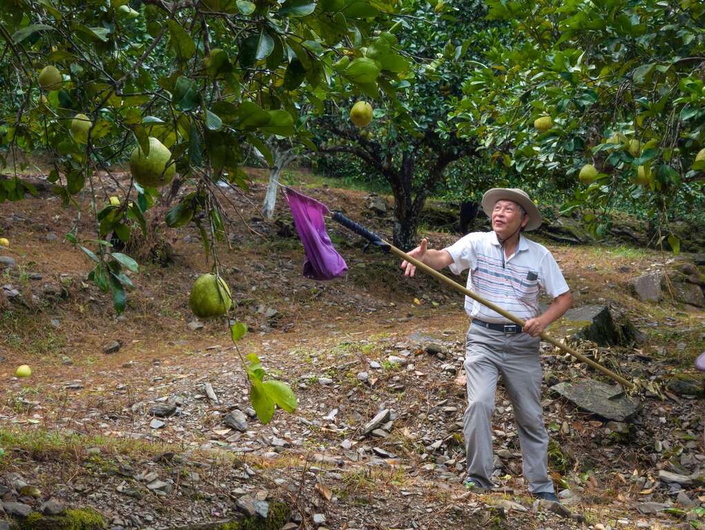 如想收成高處的柚子，可以透過竿子將果實摘下，此圖為由三富休閒農場的老闆為大家展示。