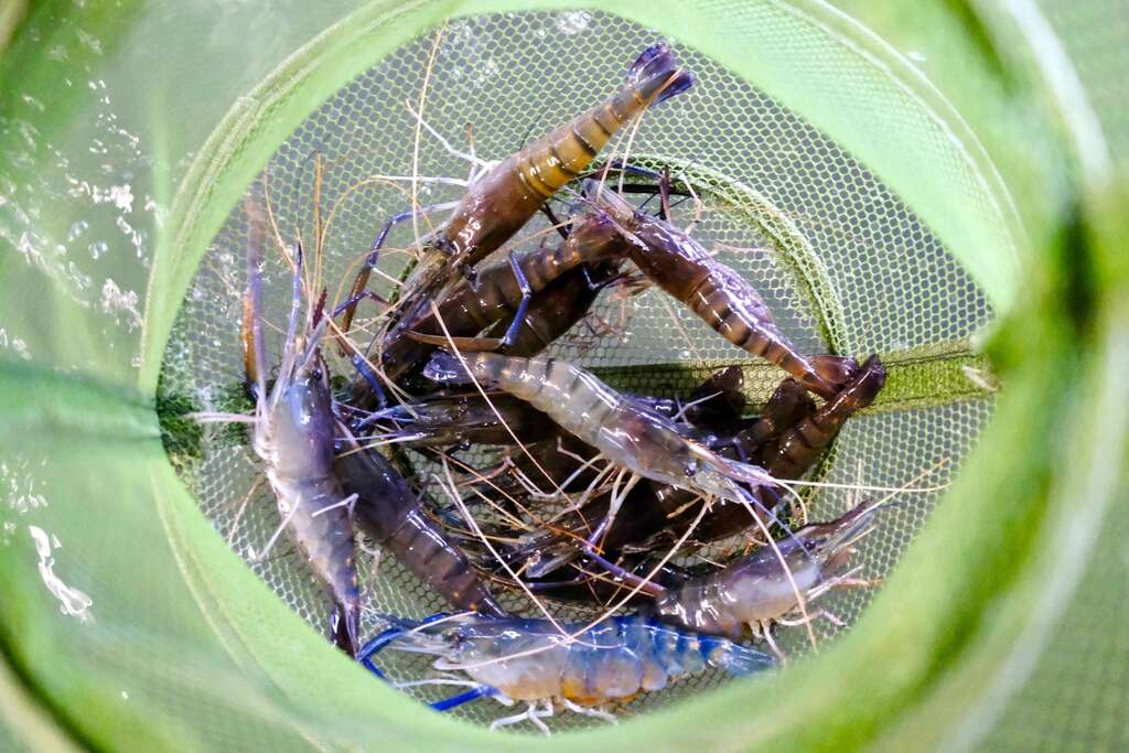 釣起的泰國蝦不得放回水池，因其口器受傷後無法再覓食。