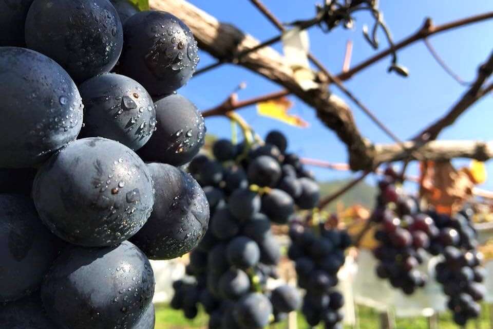 松原農庄栽培的葡萄飽滿、甜度高，可體驗親手採摘葡萄。（圖片來源：松原農庄FB）