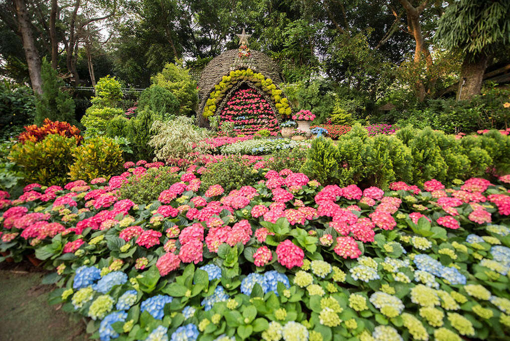 花露休閒農場壯觀的繡球花海，營造出童話般的唯美花園。