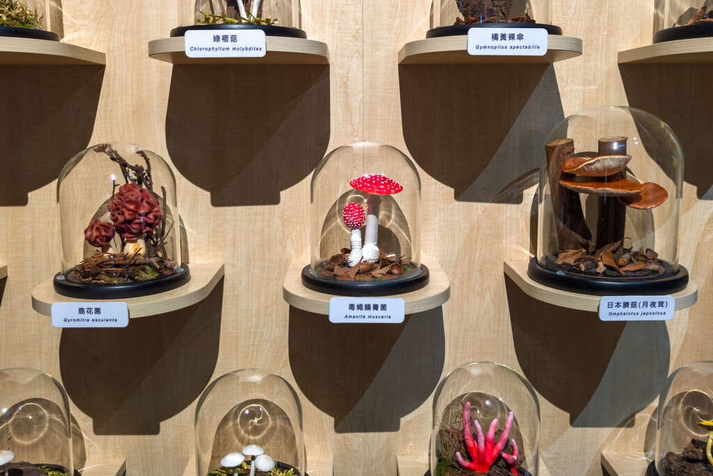 台灣野外看不到鮮豔的毒蠅鵝膏菌，但可於童話故事、電玩或電影看見其蹤影