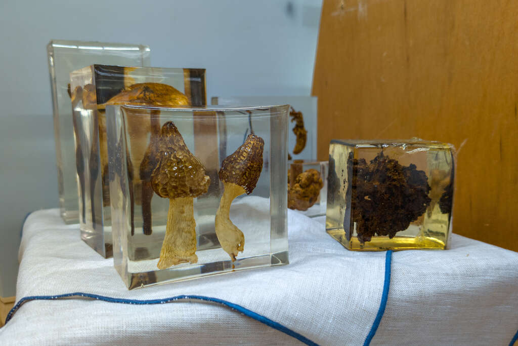 封存於透明樹脂中的菇類標本