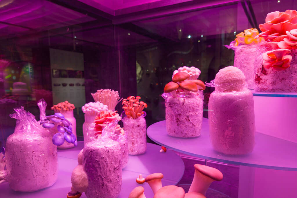 目前人工栽培的食用菇種，大部分多為腐生菌，如：金針菇、杏鮑菇等