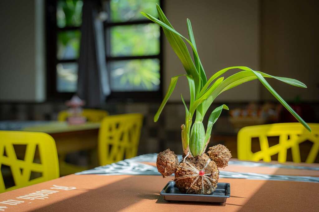 農村城堡 耕牛園 苔球DIY-圖片來源：特色農業旅遊場域認證