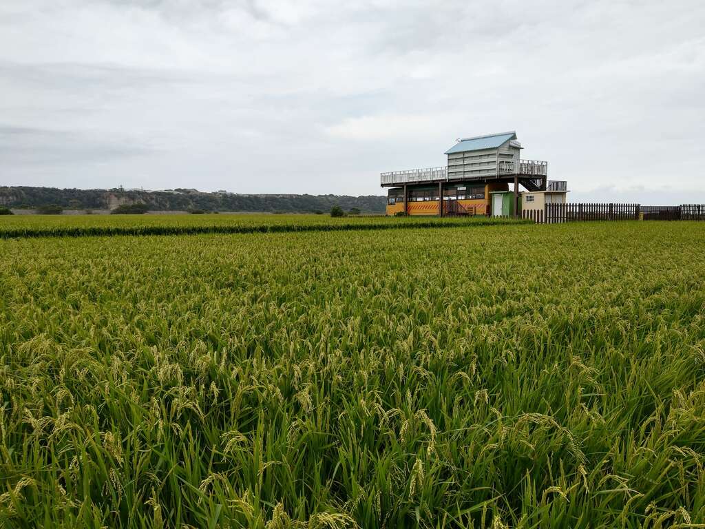 圖為10月接近金色稻浪的外埔忘憂谷景色， 3~4月前往可見綠油油的稻田