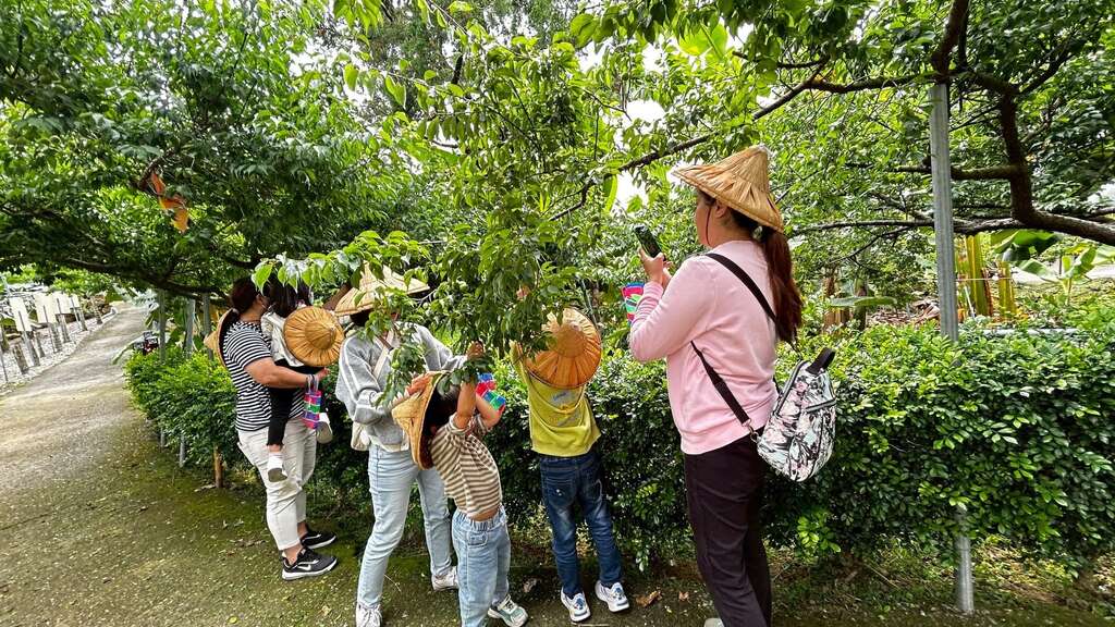 2026季節限定|蕉園春梅_摘採新鮮梅子_取自Jijibanana集元果觀光工廠 休閒農場FB