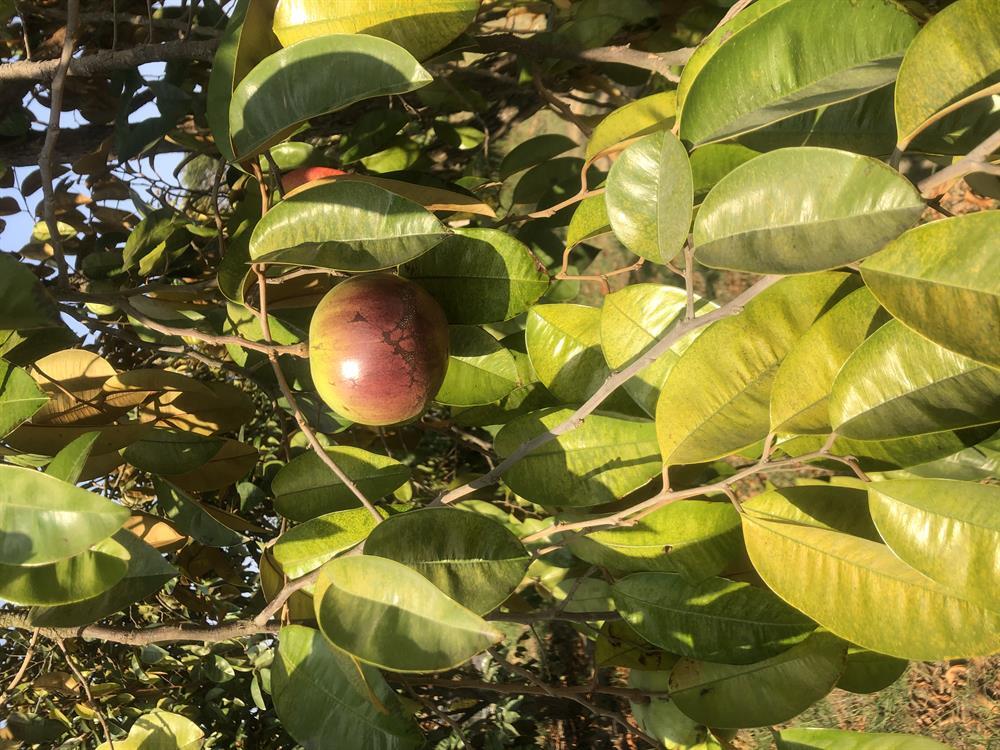 園區景觀（牛奶果園）