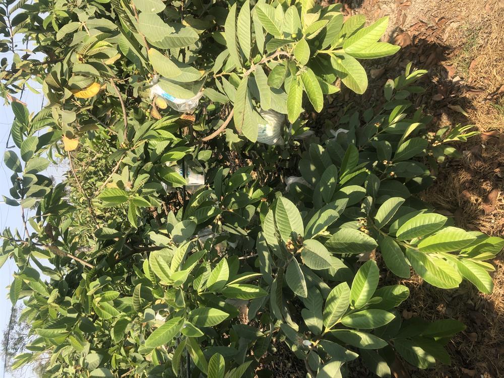 園區景觀（芭樂園）